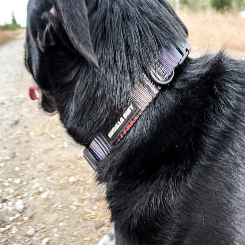 Colorway Stripes Dog Collar